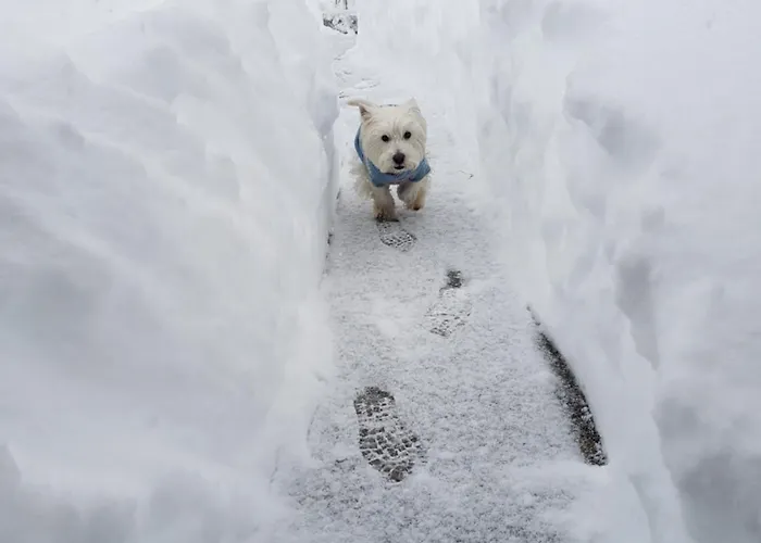 19 Rose 홀리데이파크 반스코